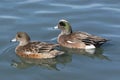 American Wigeon Duck Pair Royalty Free Stock Photo