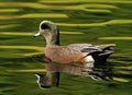 An American Wigeon Duck swimming Royalty Free Stock Photo