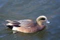 American Wigeon Duck Royalty Free Stock Photo