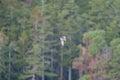 American Wigeon flying over wetland pond