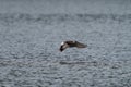 American Wigeon flying over wetland pond