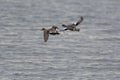 American Wigeon flying over wetland pond