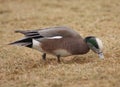 American Wigeon male