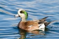American Wigeon male duck in a calm blue lake. Royalty Free Stock Photo