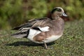 American Wigeon (Mareca americana) which is a common dabbling duck commonly known as baldpate Royalty Free Stock Photo