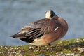 American Wigeon resting at seaside