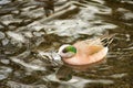 American Wigeon swimming in a pond. Royalty Free Stock Photo