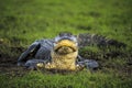 American wild alligator Royalty Free Stock Photo