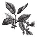 American Winterberry or Ilex verticillata vintage engraving Royalty Free Stock Photo