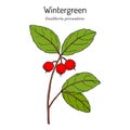 American wintergreen - gaultheria procumbens - aromatic plant