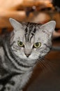 American wirehair Royalty Free Stock Photo