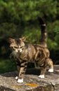 American Wirehair Domestic Cat