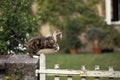 American Wirehair Domestic Cat, Adult jumping over Fence Royalty Free Stock Photo