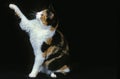 American Wirehair Domestic Cat, Adult playing on Black Background