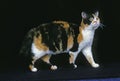 American Wirehair Domestic Cat, Adult standing against Black Background