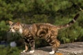 AMERICAN WIREHAIR DOMESTIC CAT, ADULT STANDING ON LOW WALL