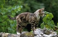 American Wirehair Domestic Cat, Adult standing on Wall