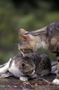 American Wirehair Domestic Cat, Mother and Kitten