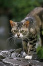 American Wirehair Domestic Cat walking on Wall Royalty Free Stock Photo