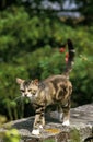 American Wirehair Domestic Cat walking on Wall