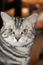 American wirehair Royalty Free Stock Photo