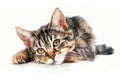 American Wirehair watercolor, isolated on white background Royalty Free Stock Photo