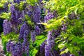 American wisteria, Wisteria frutescens, beautifully blooming Royalty Free Stock Photo