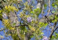 American Wisteria On A Bright Spring Day