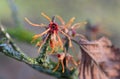 Common witchhazelÂ Hamamelis virginiana f. macrophyla orange flowers