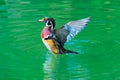 American Wood Duck