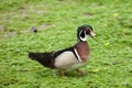American Wood Duck Royalty Free Stock Photo