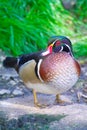 American wood duck Royalty Free Stock Photo