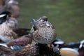 American Wood Duck, Aix sponsa Royalty Free Stock Photo