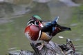 American Wood Duck, Aix sponsa Royalty Free Stock Photo