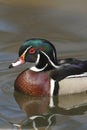 American Wood Duck (Aix sponsa) Royalty Free Stock Photo