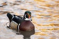 American Wood Duck - Aix sponsa Male American Wood Duck in a pond Royalty Free Stock Photo