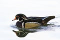 American Wood Duck - Aix sponsa Royalty Free Stock Photo