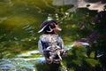 American Wood Duck Aix Sponsa in the pond with its colorful plumages Royalty Free Stock Photo