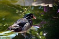 American Wood Duck Aix Sponsa in the pond with its colorful plumages Royalty Free Stock Photo