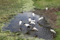 Wood stork Royalty Free Stock Photo