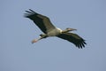 American wood-stork, Mycteria americana Royalty Free Stock Photo