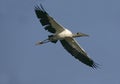 American wood-stork, Mycteria americana Royalty Free Stock Photo