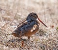 American Woodcock