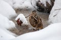 American Woodcock in Snow