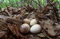 American woodcock eggs Royalty Free Stock Photo