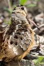 American Woodcock - Scolopax minor Royalty Free Stock Photo