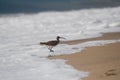 American woodcock