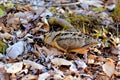 American Woodcock probing for worms