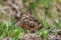 American Woodcock