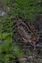 American Woodcock - Scolopax minor